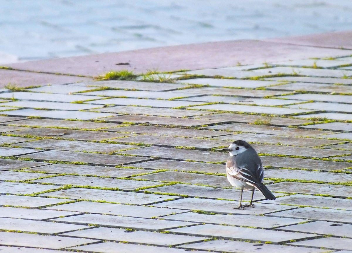 White Wagtail - ML646986404