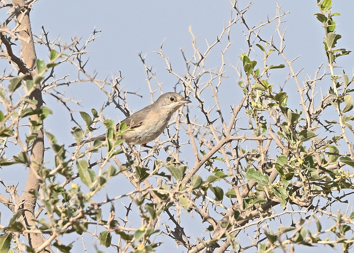 Menetries's Warbler - ML646986405
