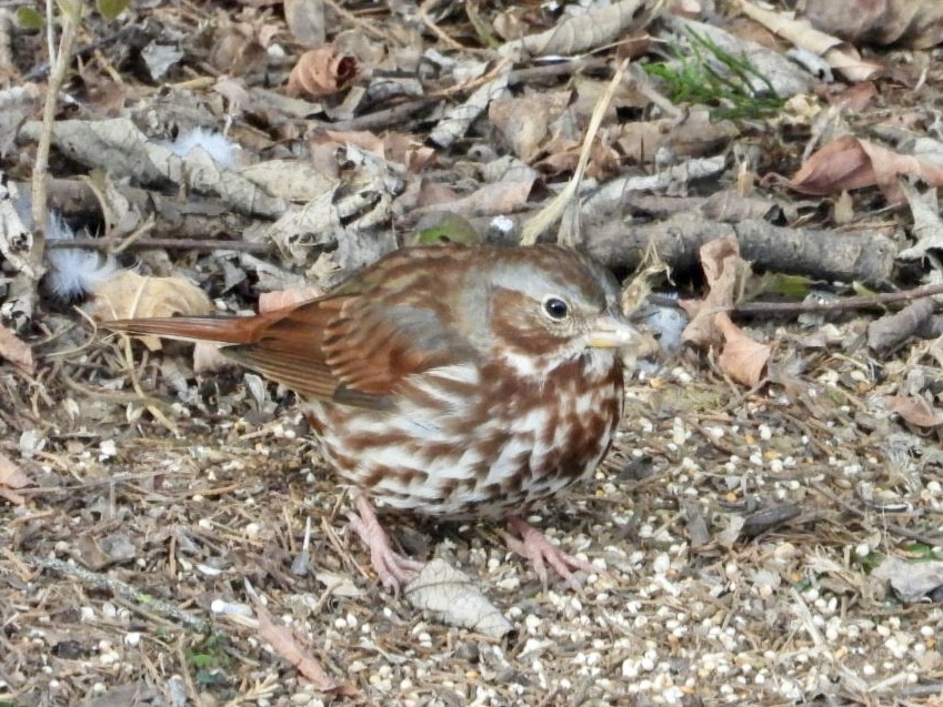 Fox Sparrow (Red) - ML646986406