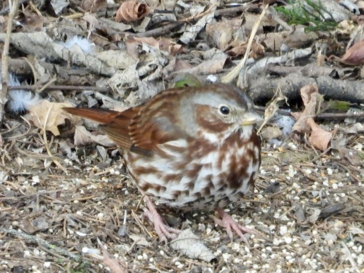 Fox Sparrow (Red) - ML646986407