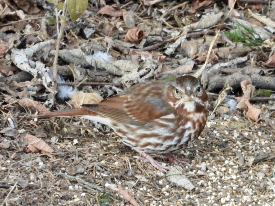 Fox Sparrow (Red) - ML646986408