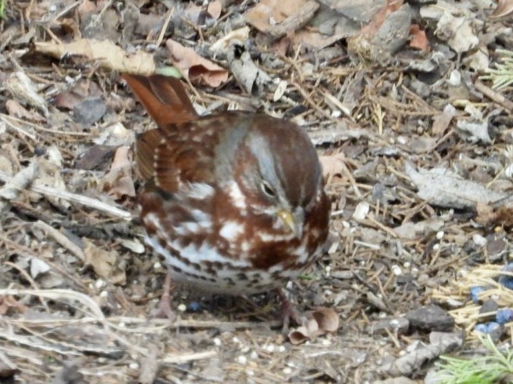 Fox Sparrow (Red) - ML646986409