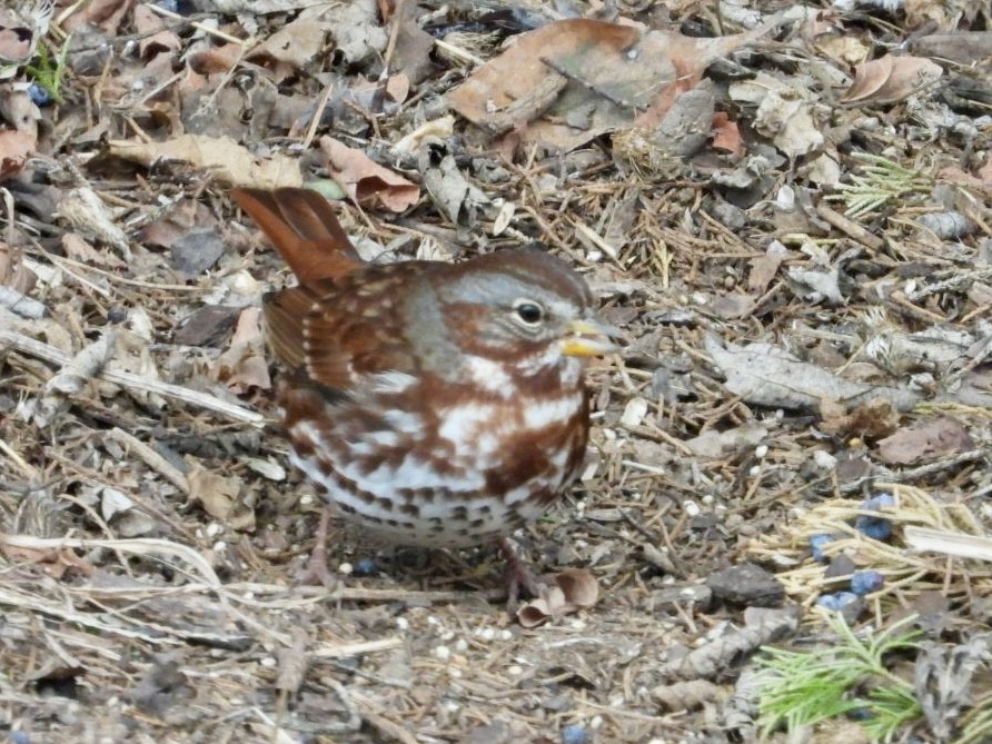 Fox Sparrow (Red) - ML646986410