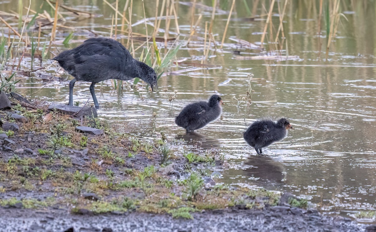 Red-knobbed Coot - ML646986411
