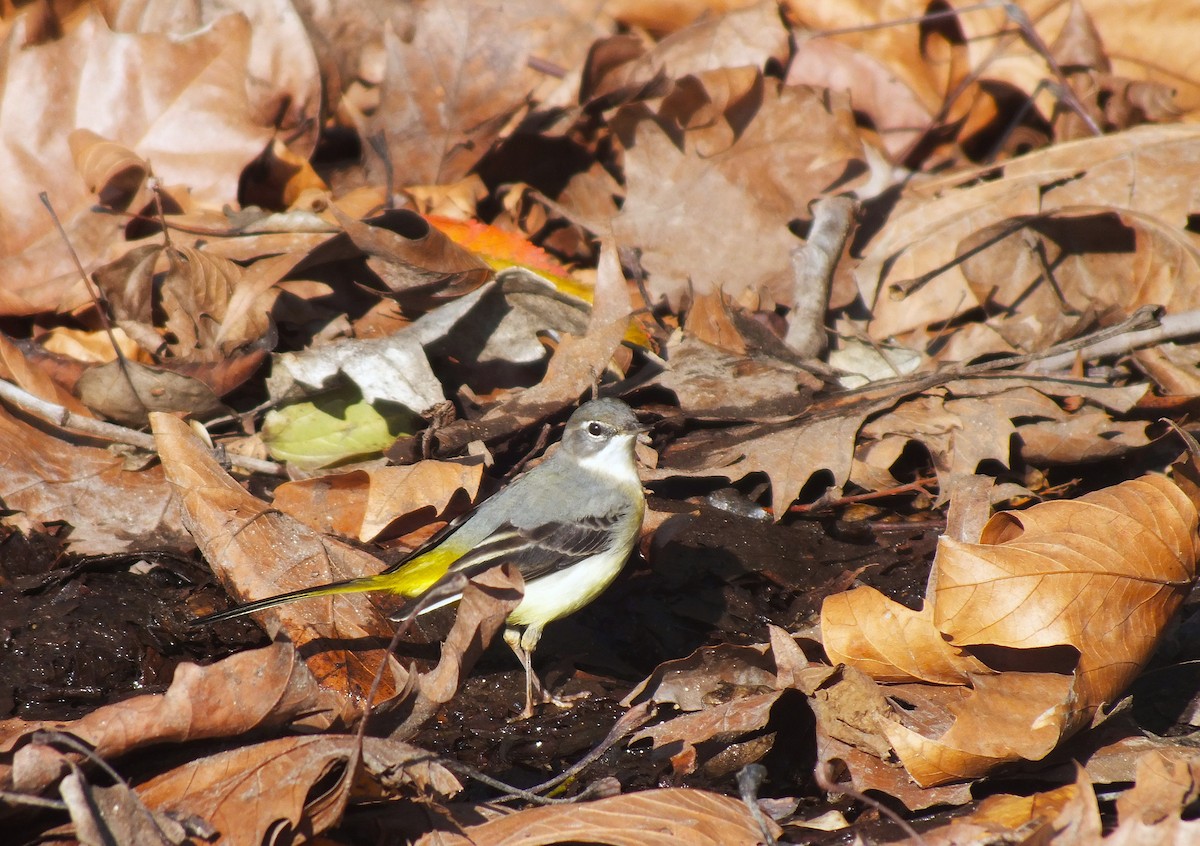 Gray Wagtail - ML646986412