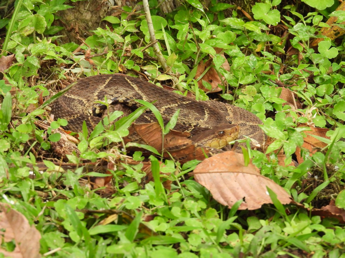 False Fer-de-lance - ML646986414