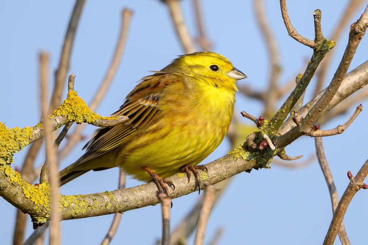 Yellowhammer - ML646986415