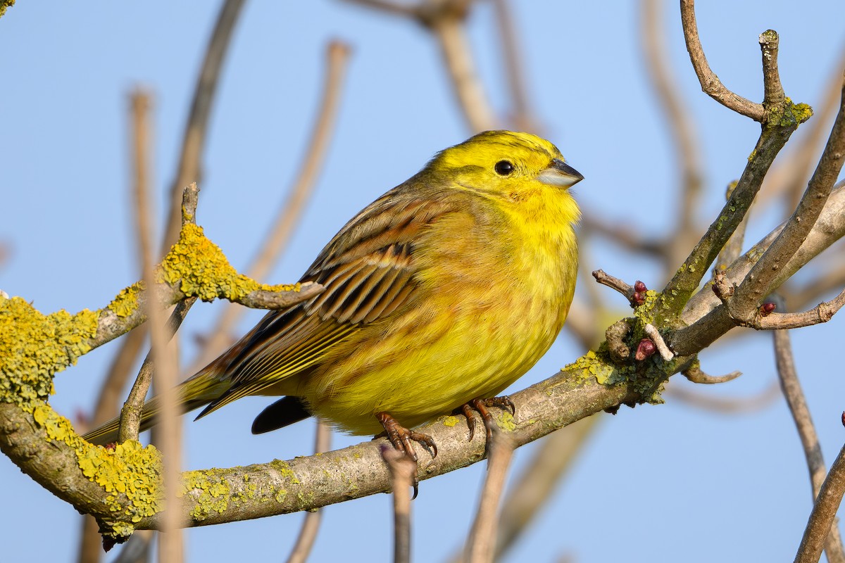 Yellowhammer - ML646986416