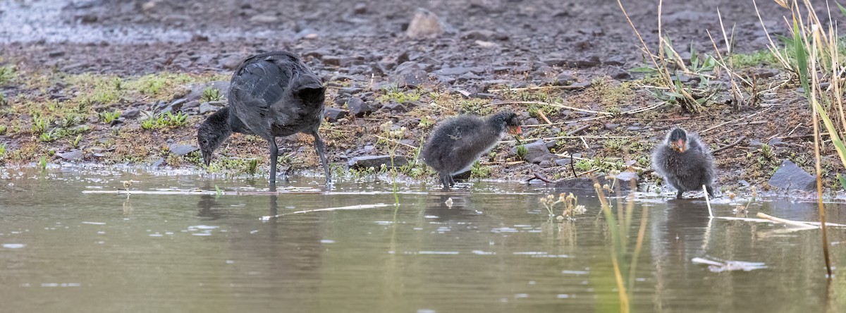 Folaga crestata - ML646986417