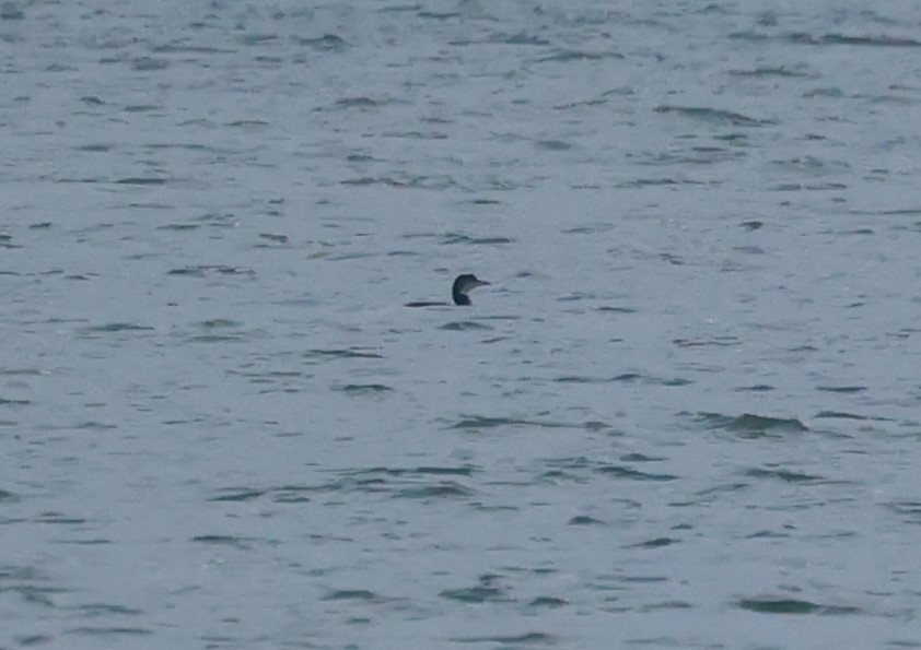 potáplice lední - ML646986418