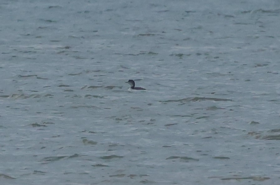 potáplice lední - ML646986419