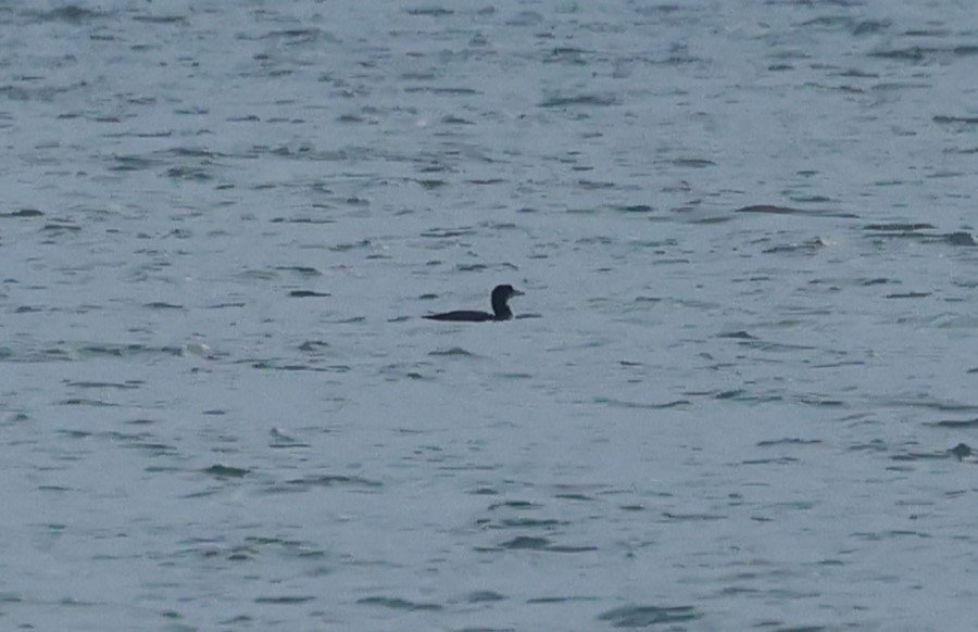 potáplice lední - ML646986420