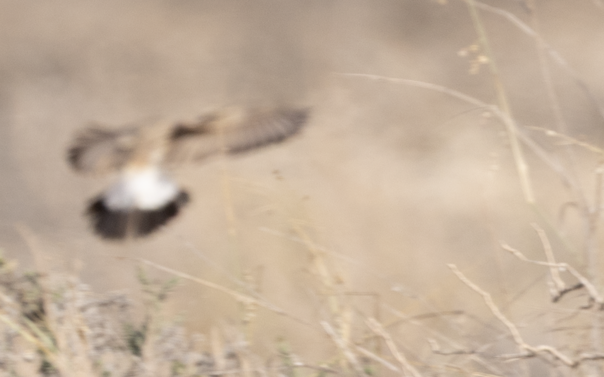 Isabelline Wheatear - ML646986421