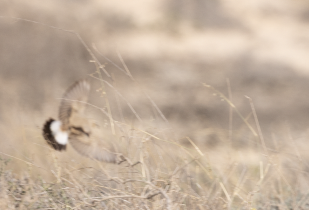 Isabelline Wheatear - ML646986422