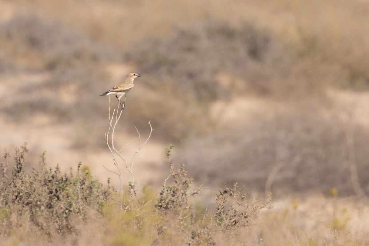 Isabelline Wheatear - ML646986423