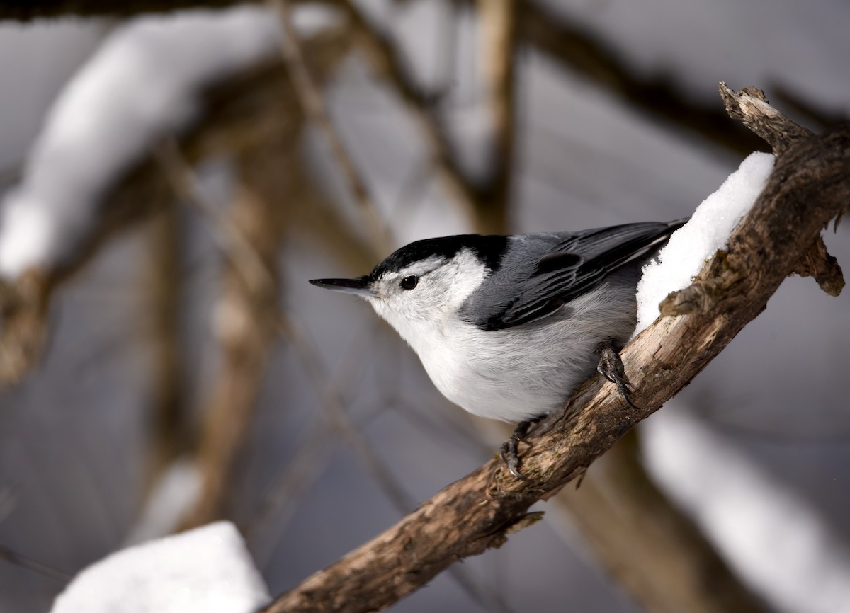 White-breasted Nuthatch - ML646986424