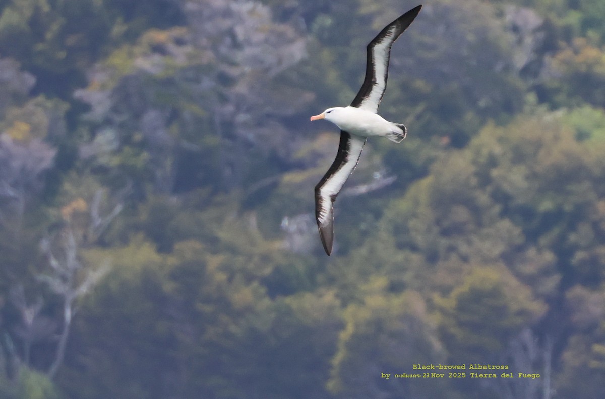 Black-browed Albatross - ML646986425