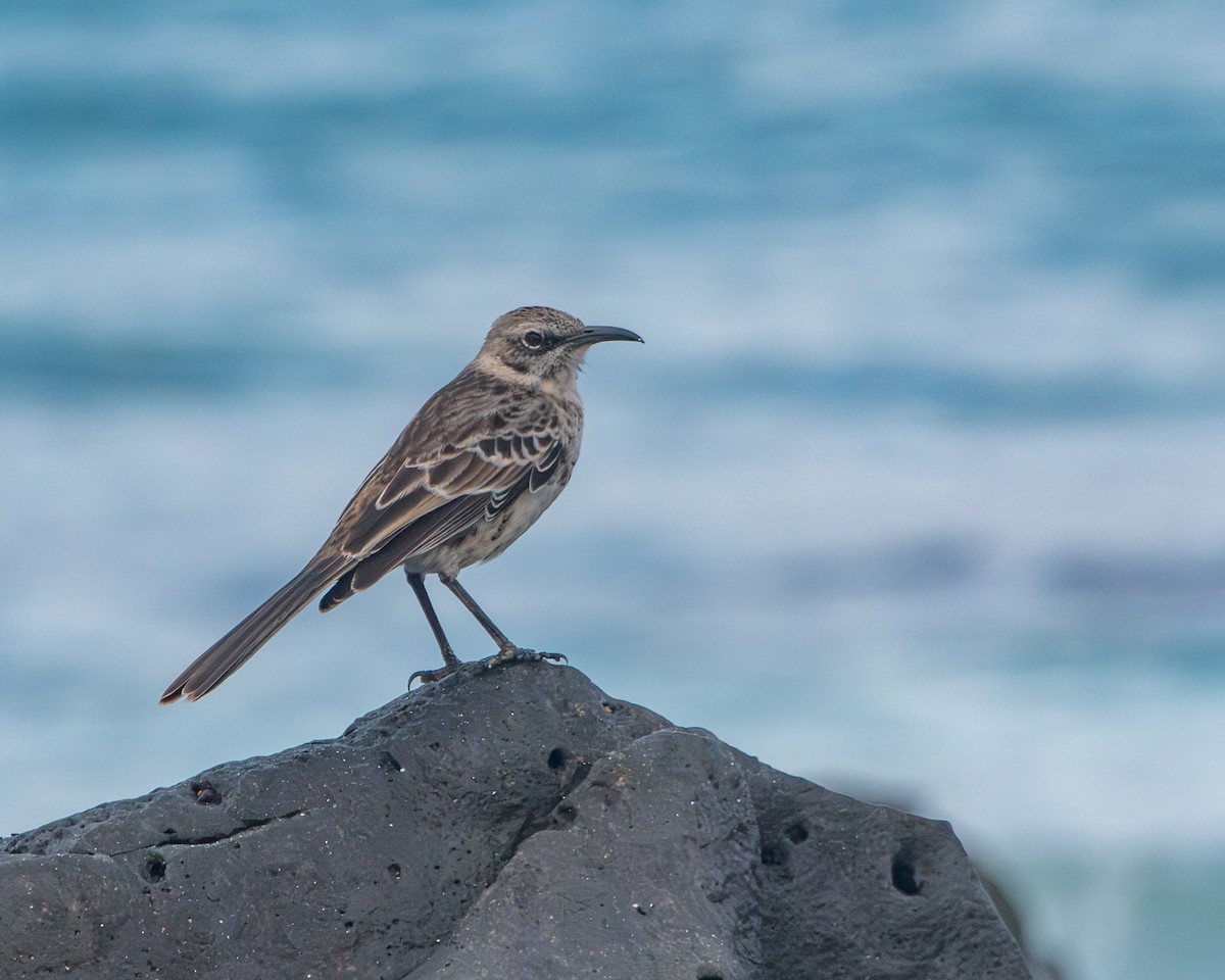 Española Mockingbird - ML646986426