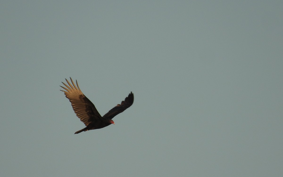 Turkey Vulture - ML646986427