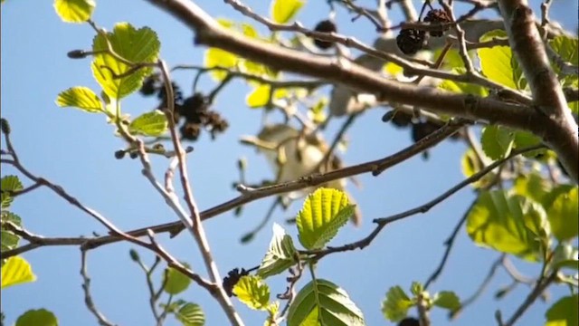 Iberian Chiffchaff - ML646986428
