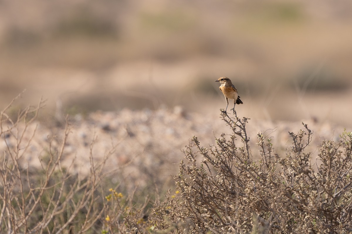 Siberian Stonechat - ML646986429