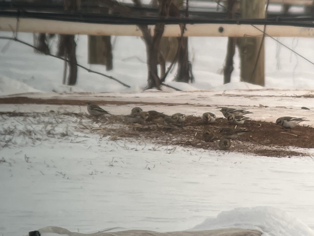 Snow Bunting - ML646986430