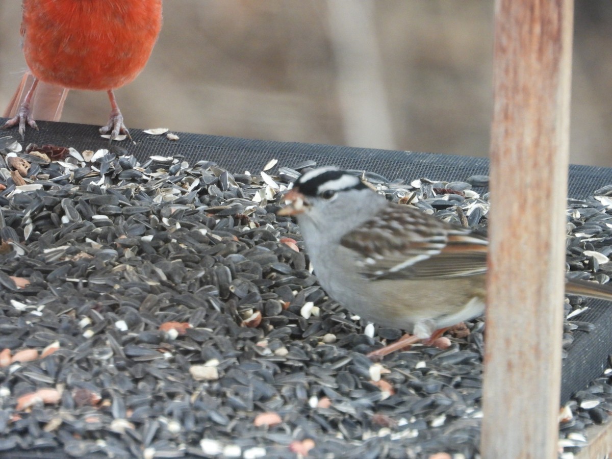 White-crowned Sparrow (Dark-lored) - ML646986431