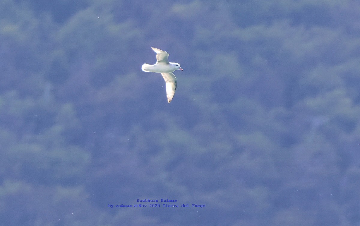 Southern Fulmar - ML646986432
