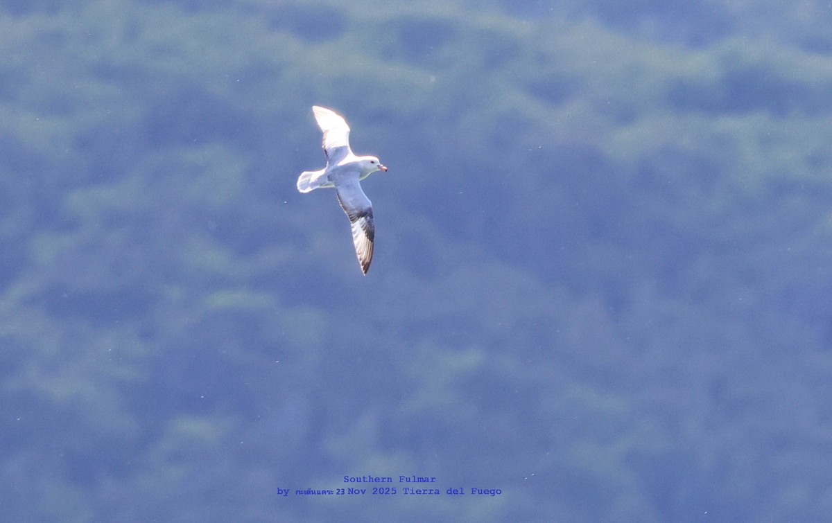 Southern Fulmar - ML646986433