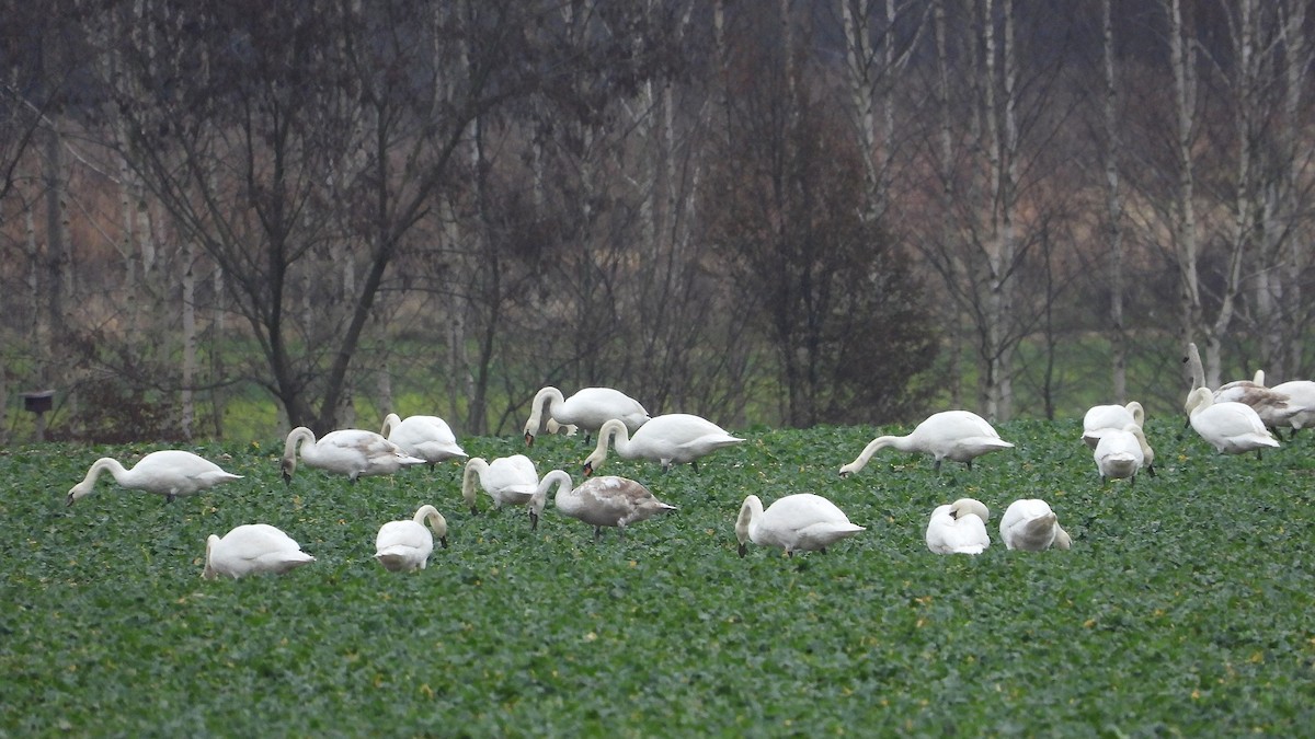 Beltxarga arrunta - ML646986434