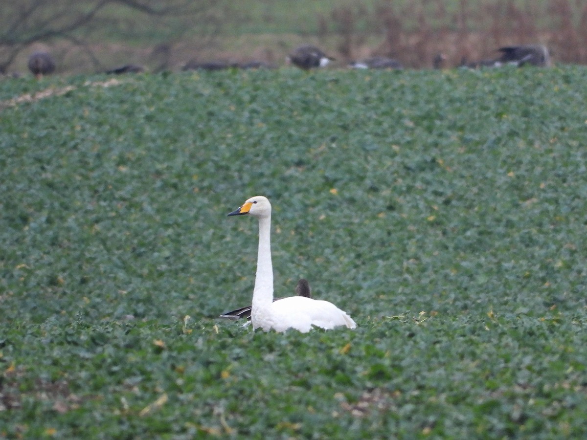 Beltxarga oihularia - ML646986435