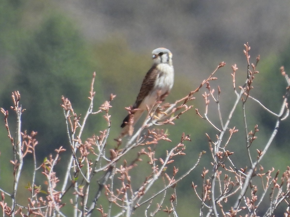 American Kestrel - ML646986436