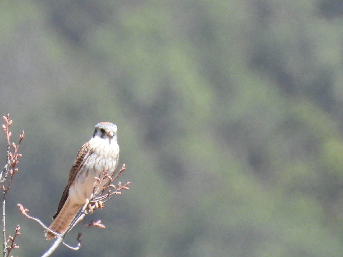 American Kestrel - ML646986437