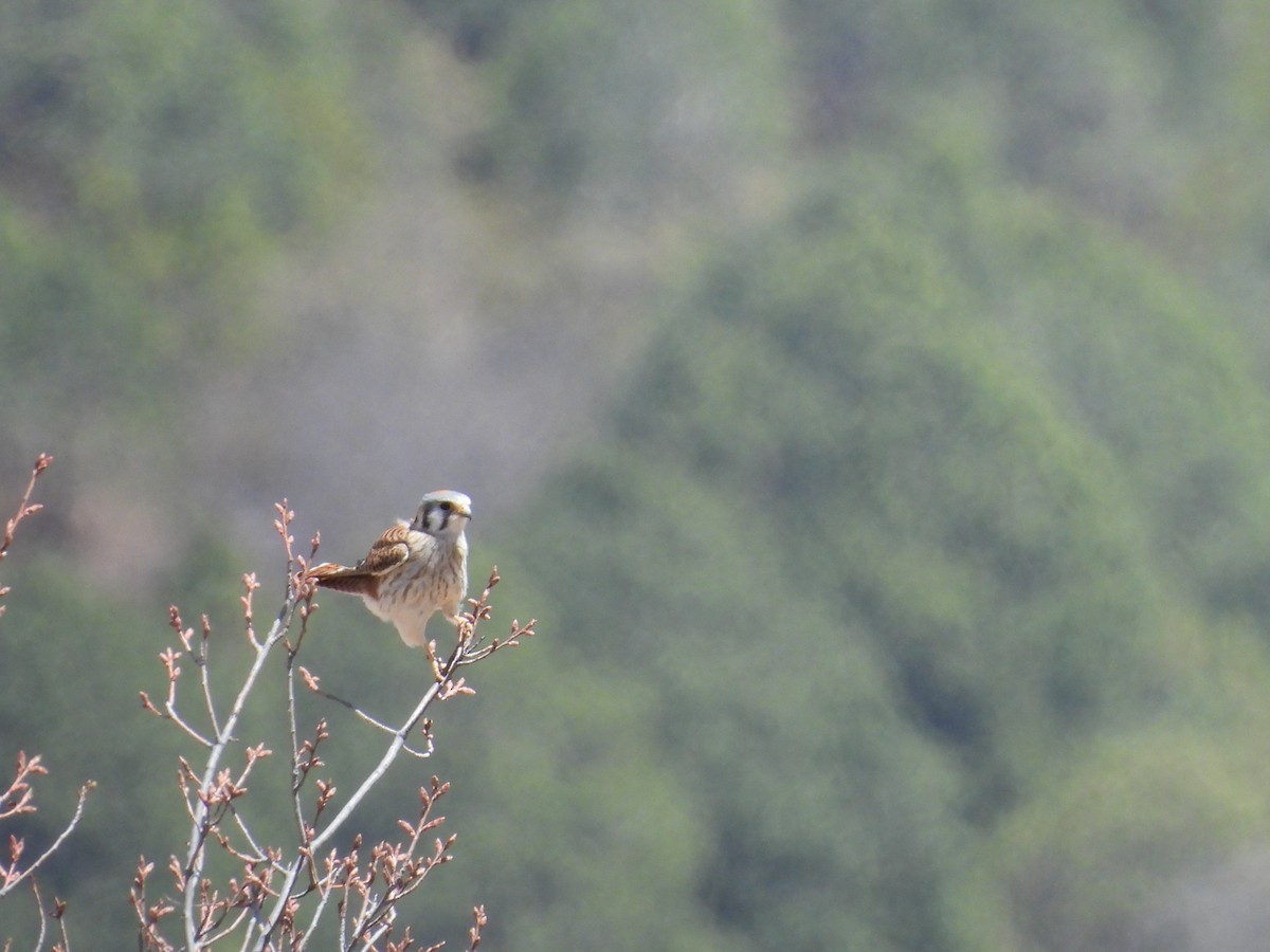 American Kestrel - ML646986438