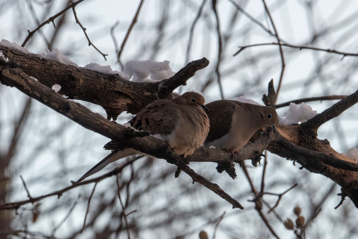 Zenaida arrunta - ML646986442