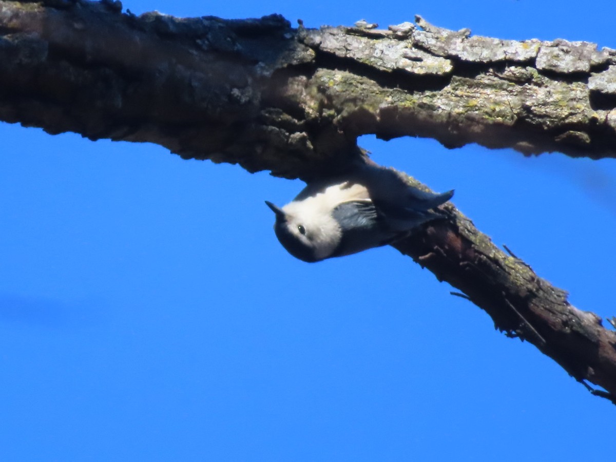 Sittelle à poitrine blanche - ML646986443