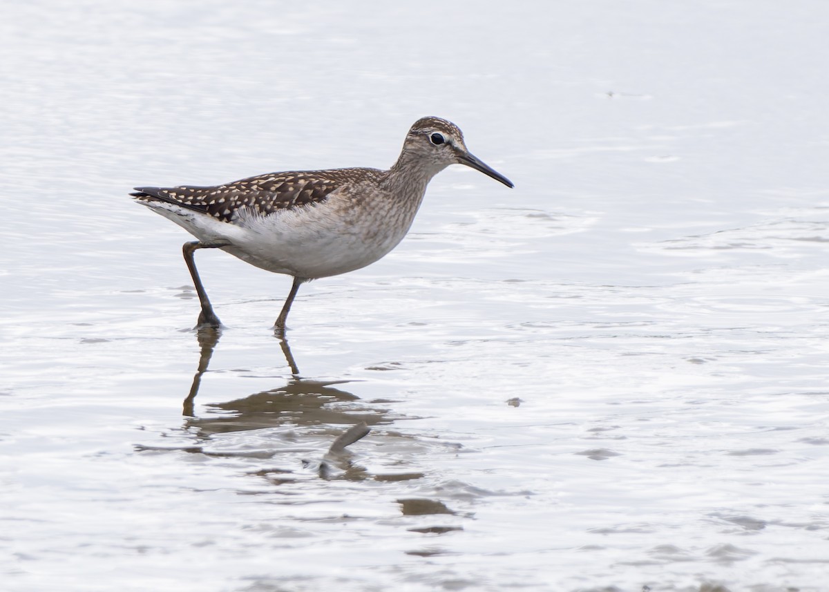Chevalier sylvain - ML646986445