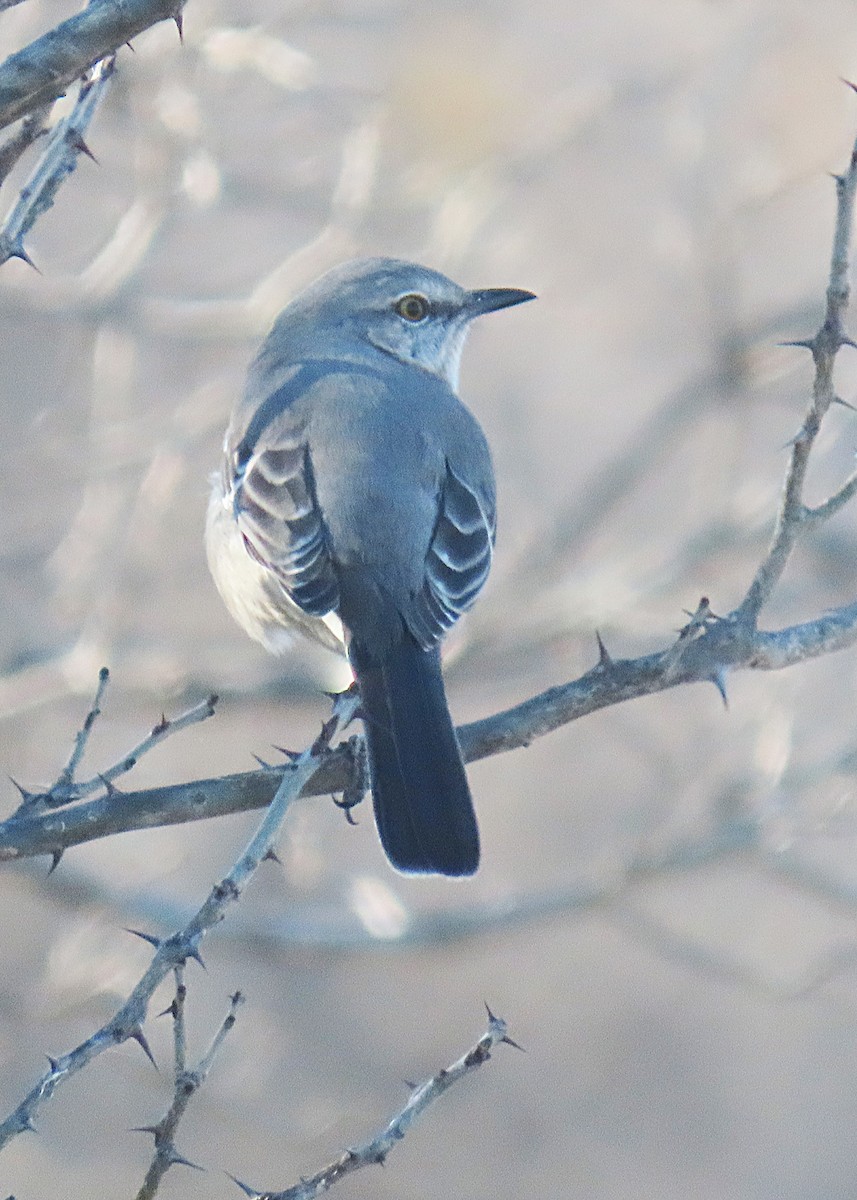 Northern Mockingbird - ML646986446