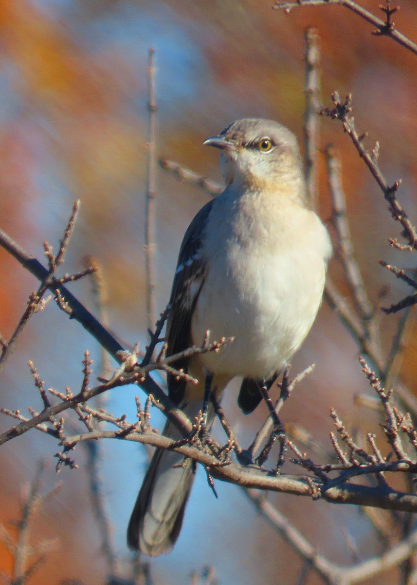 Northern Mockingbird - ML646986447