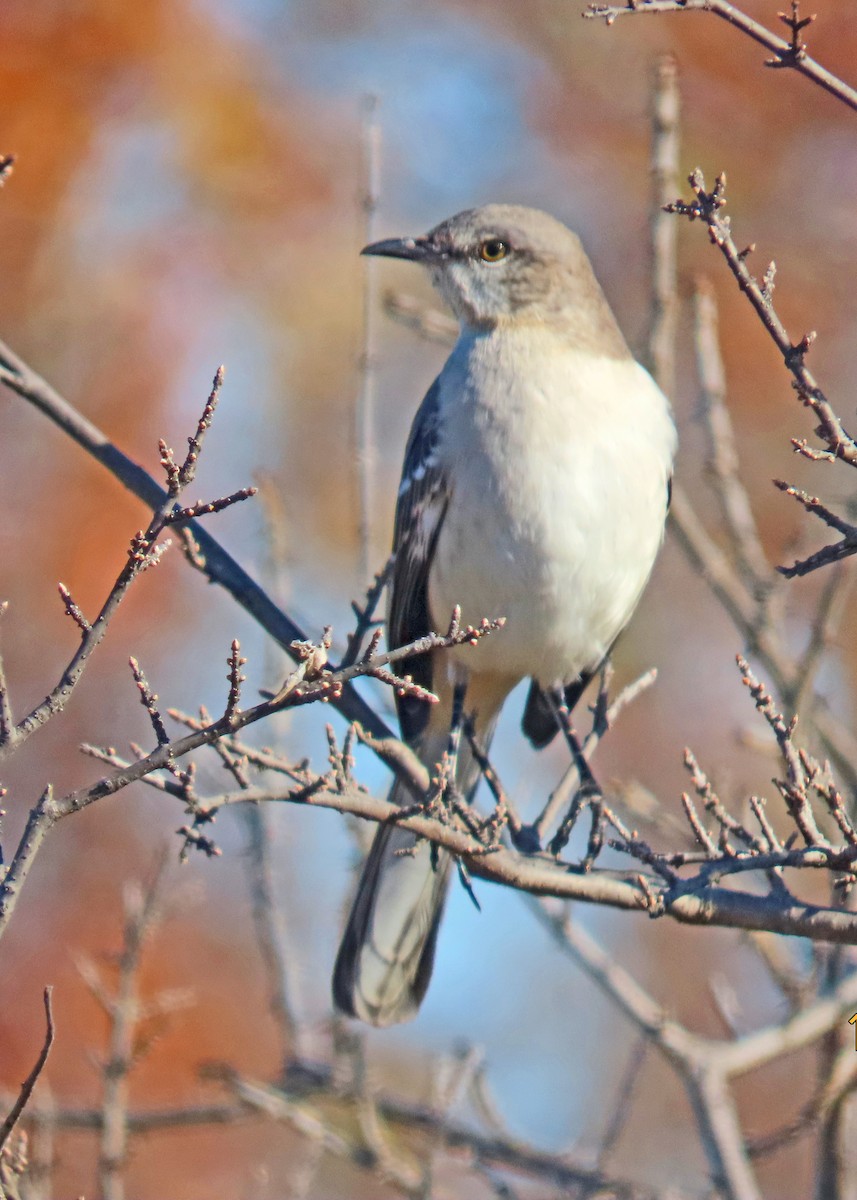 Northern Mockingbird - ML646986448