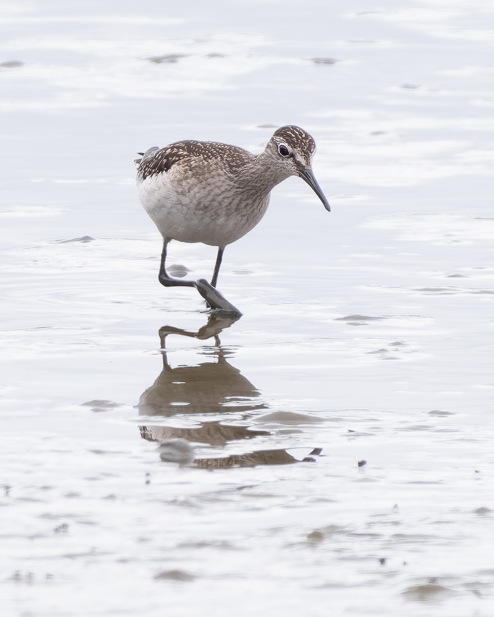 Chevalier sylvain - ML646986449