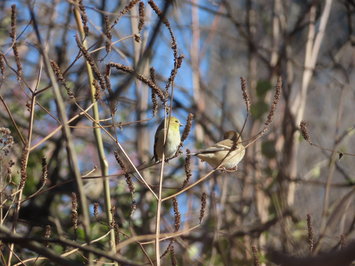 Jilguero Yanqui - ML646986451