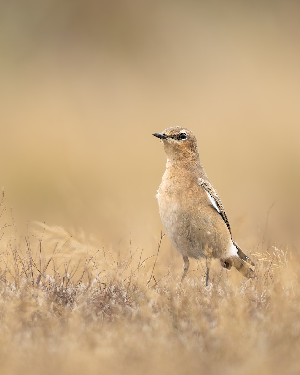 Traquet motteux - ML646986456