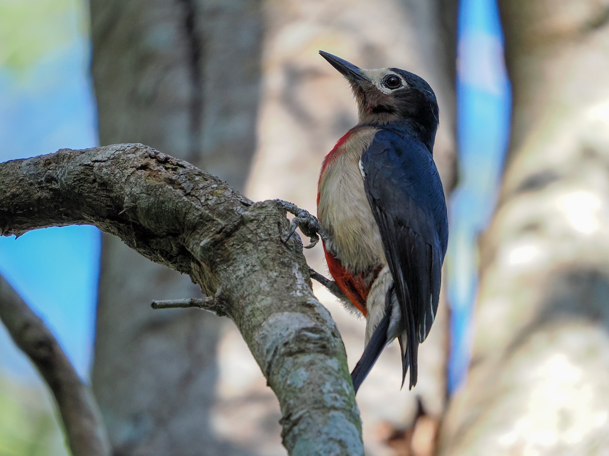 Pic de Porto Rico - ML646986459