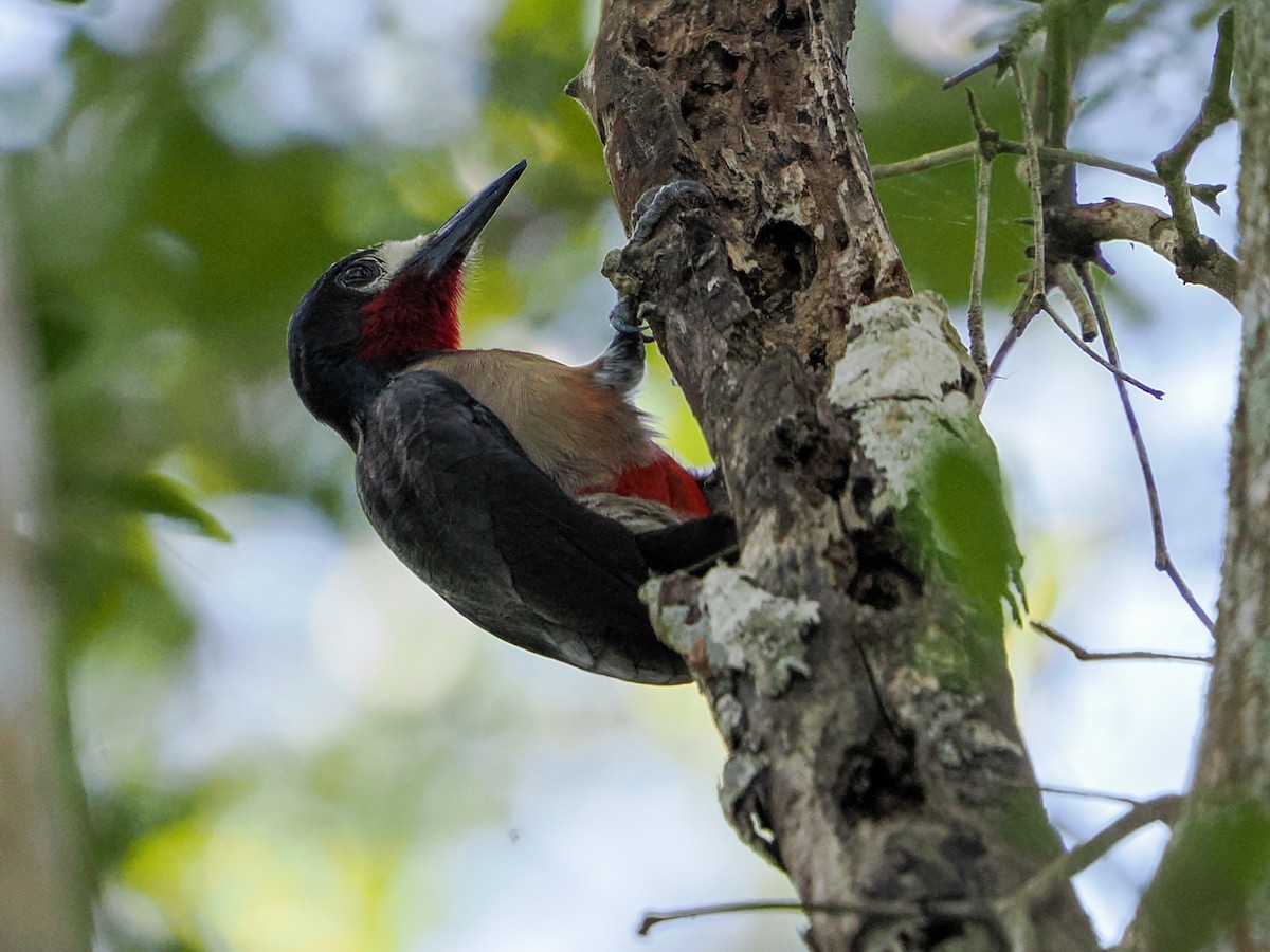 Pic de Porto Rico - ML646986460