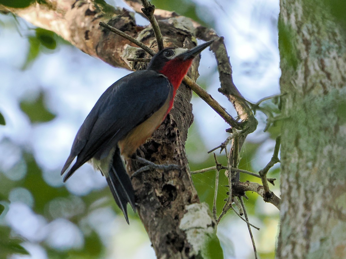 Pic de Porto Rico - ML646986461