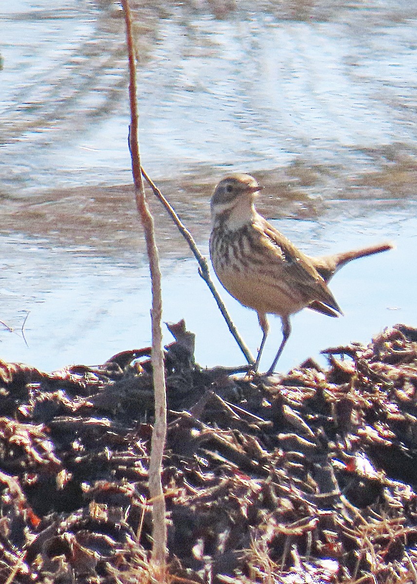 American Pipit - ML646986464