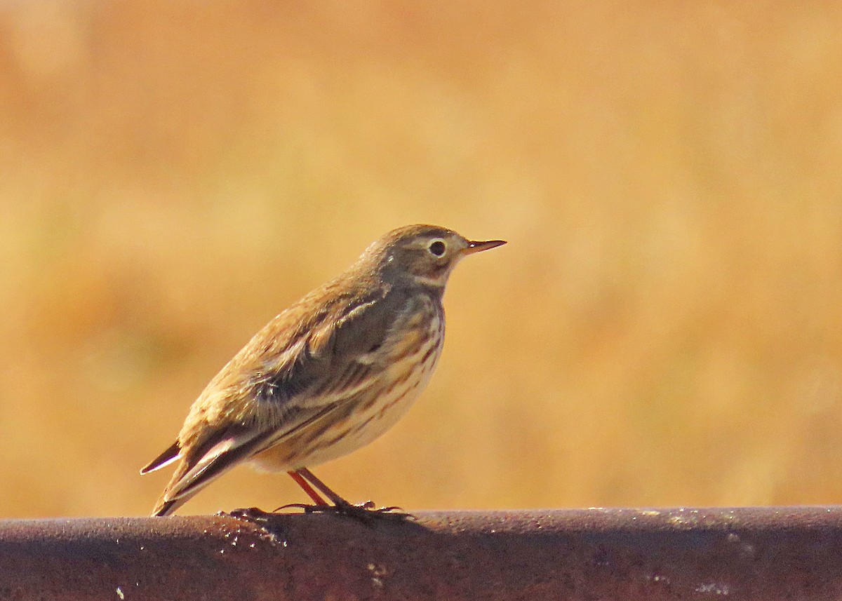 American Pipit - ML646986465