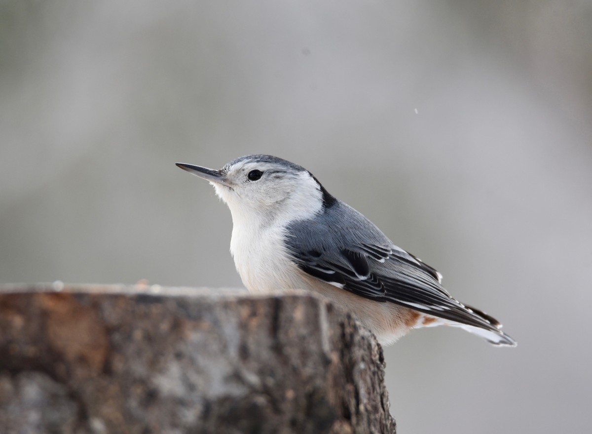 Sittelle à poitrine blanche - ML646986467