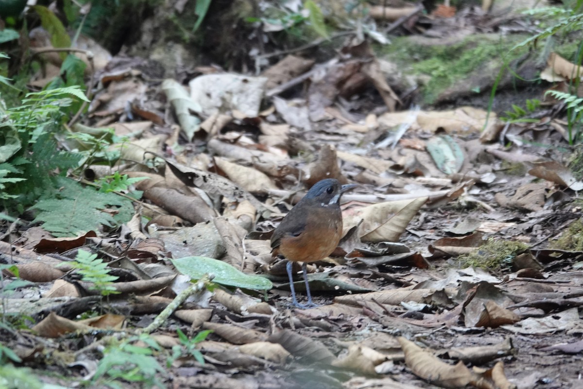 Moustached Antpitta - ML646986468